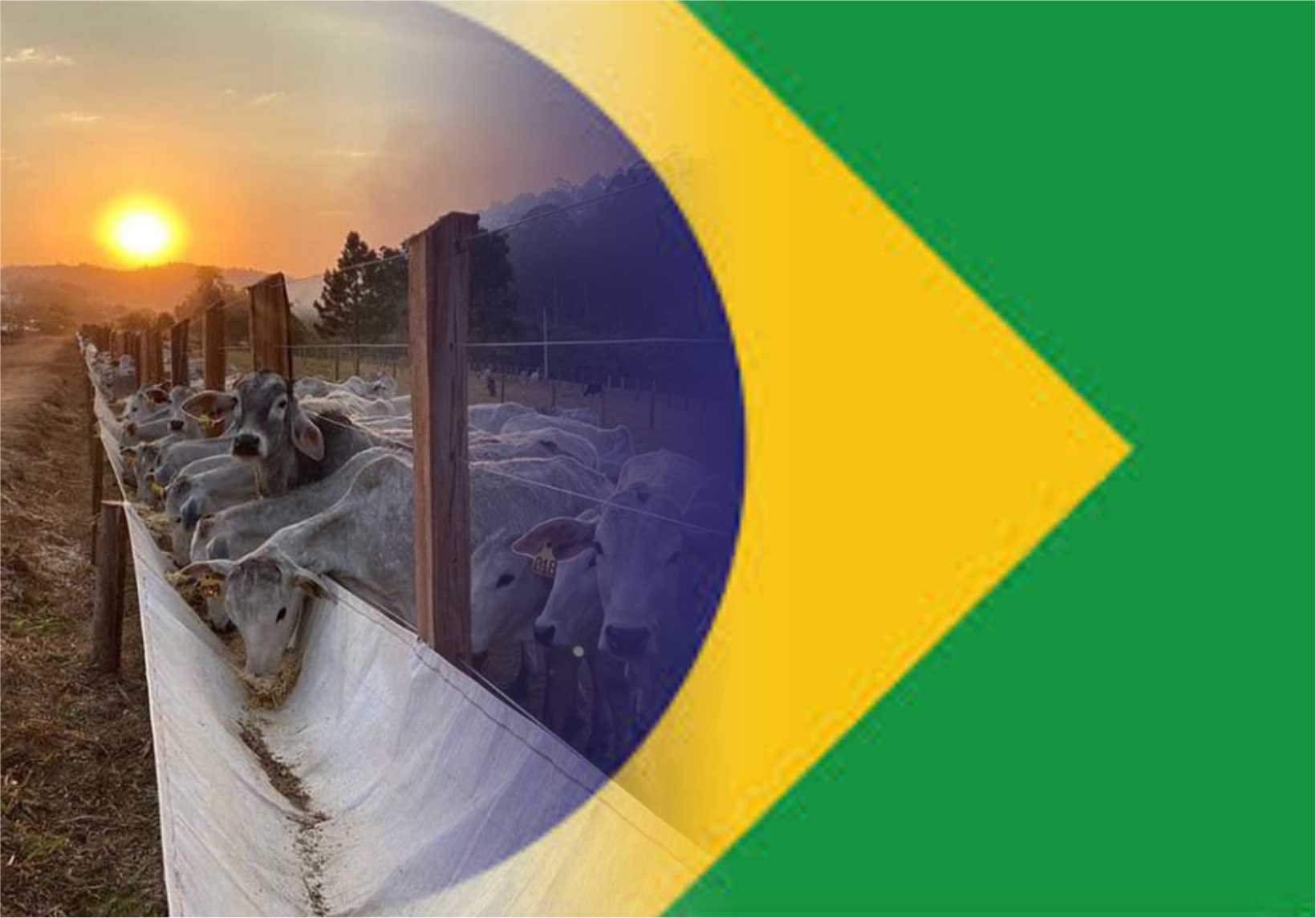 Revolutionary Feeding Solutions Transform Brazilian Ranches