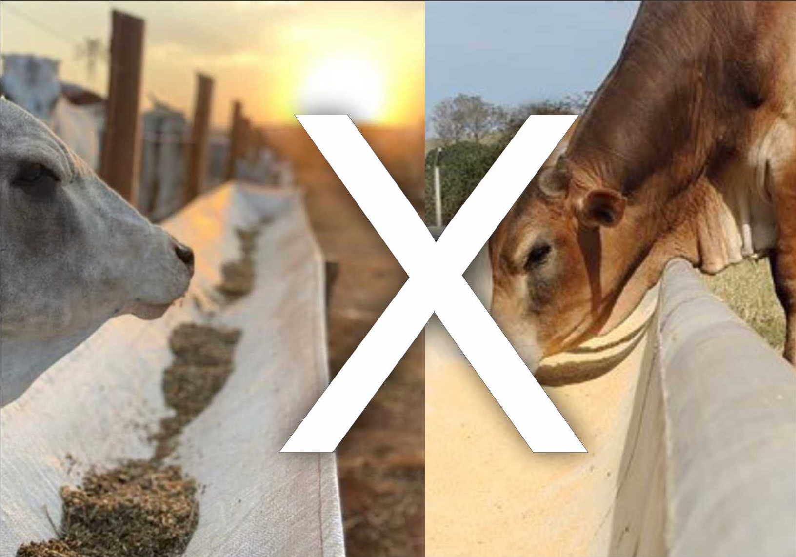 Flexible Feed Trough vs Concrete Trough — Which One Is Better for Your Herd?